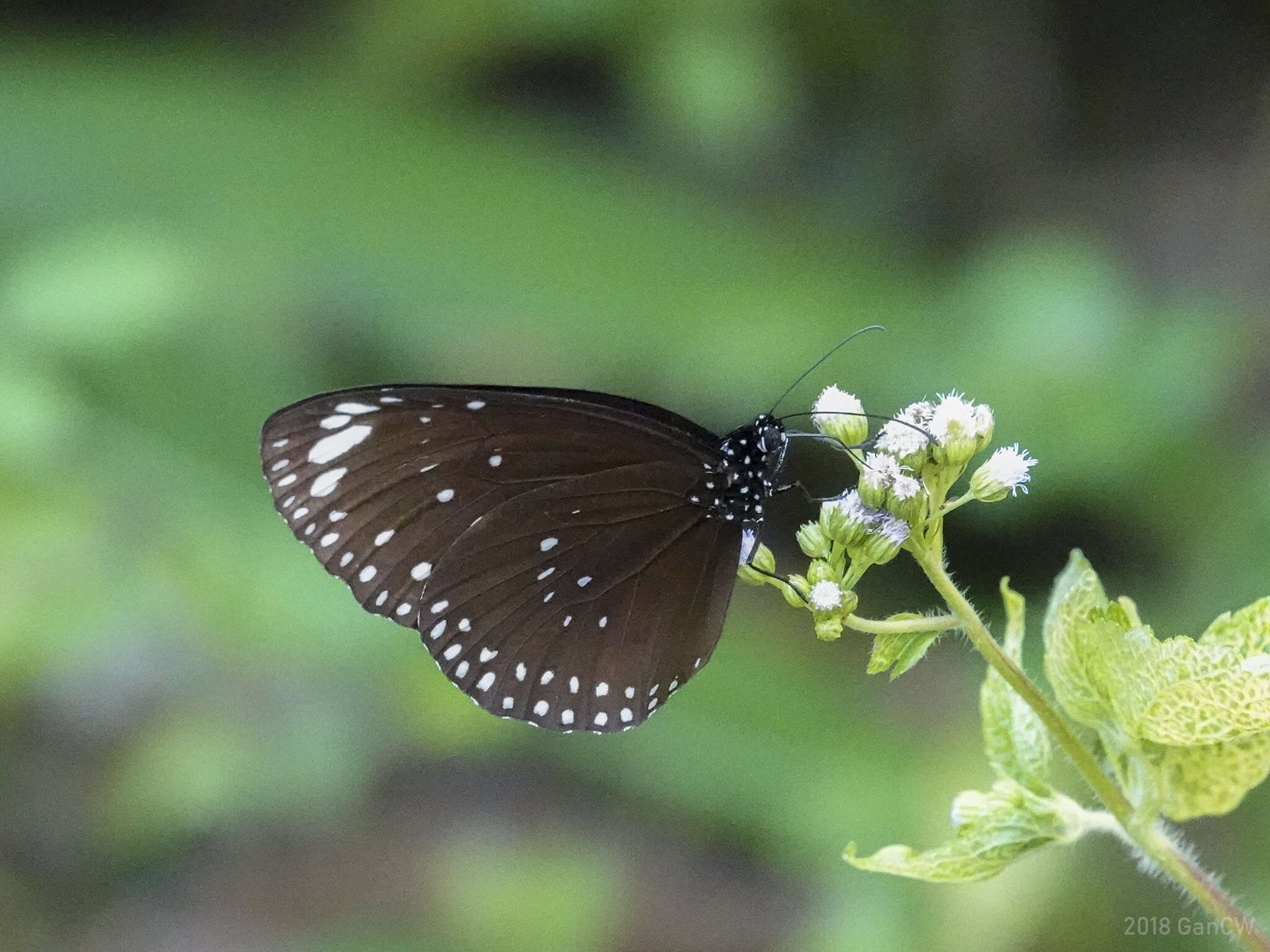 Euploea crameri Lucas 1853的图像