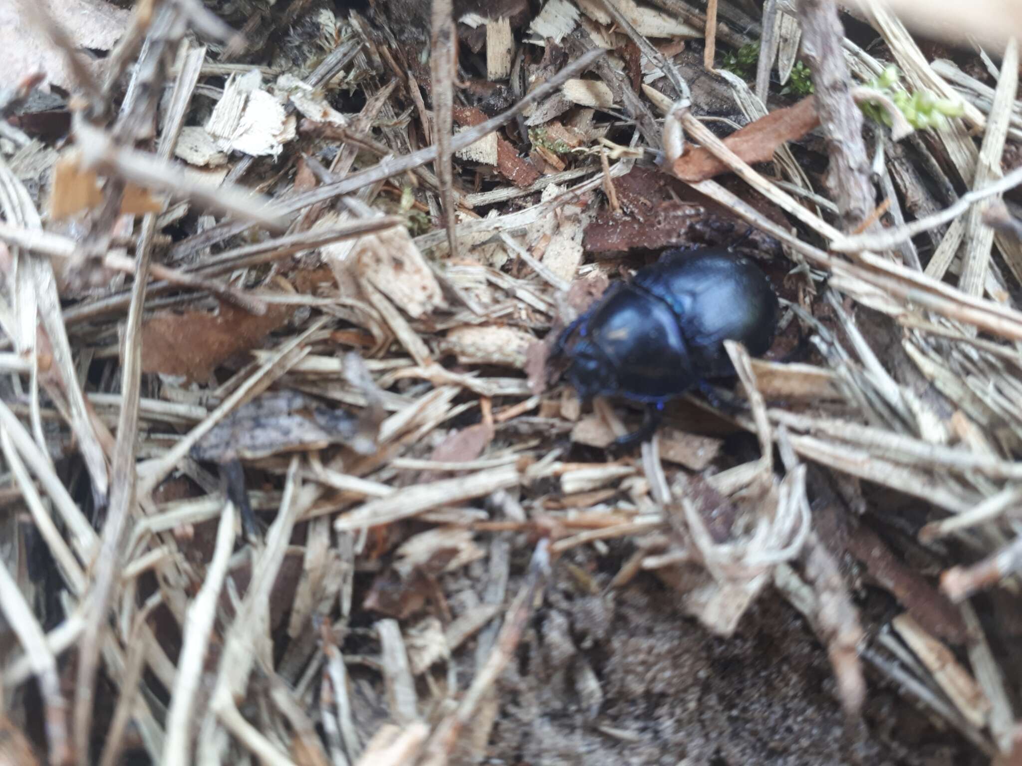 Слика од Geotrupes stercorarius (Linnaeus 1758)