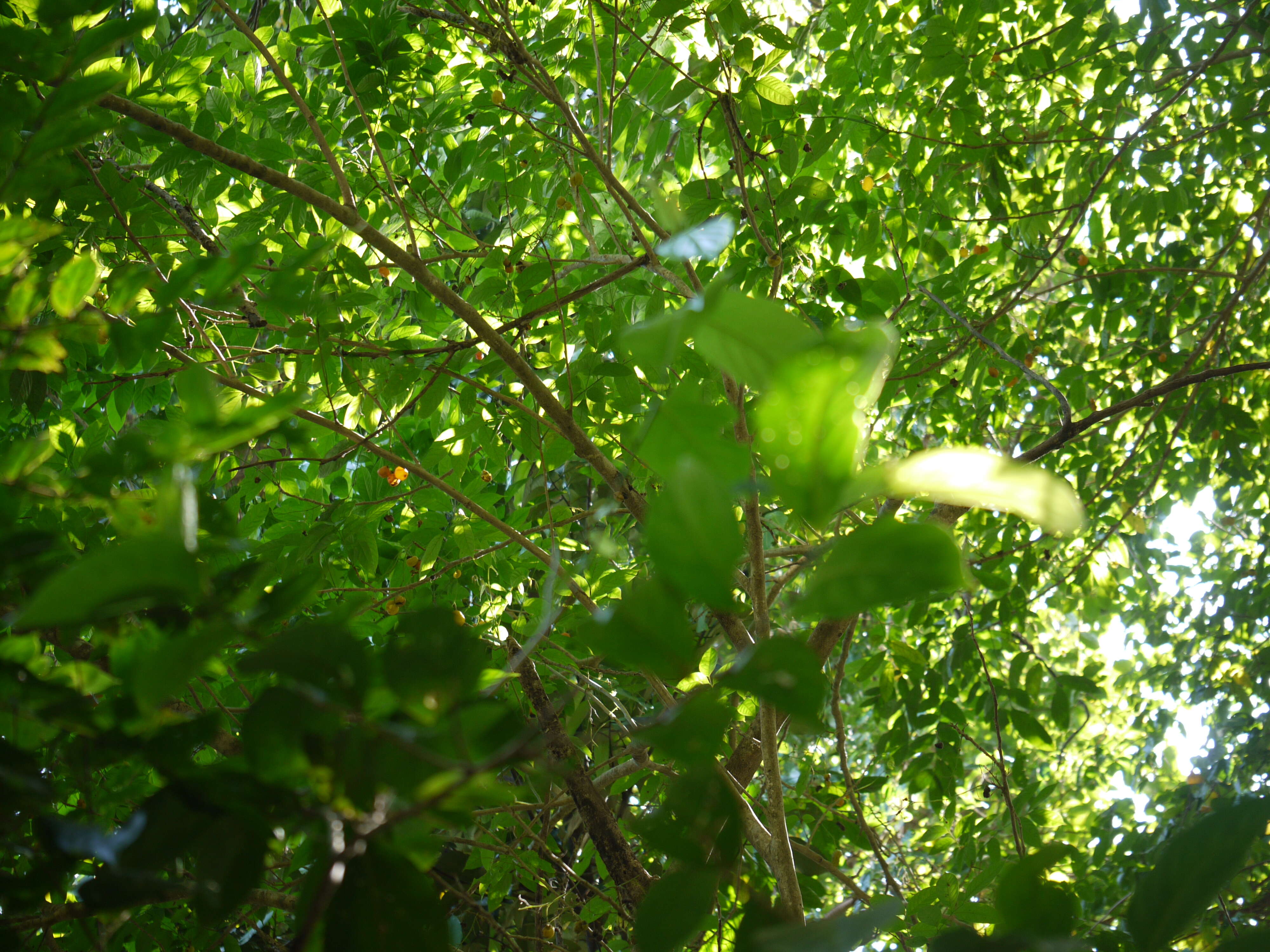 Image of tulip-wood tree