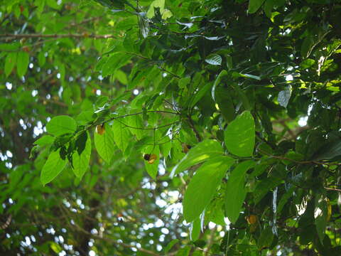 Image of tulip-wood tree