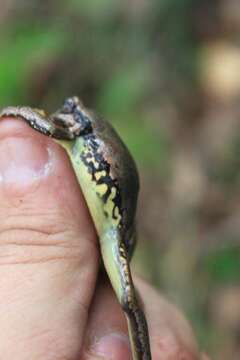 Image of Sarcohyla Duellman, Marion & Hedges 2016