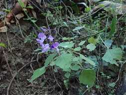 Image de Plectranthus saccatus subsp. saccatus