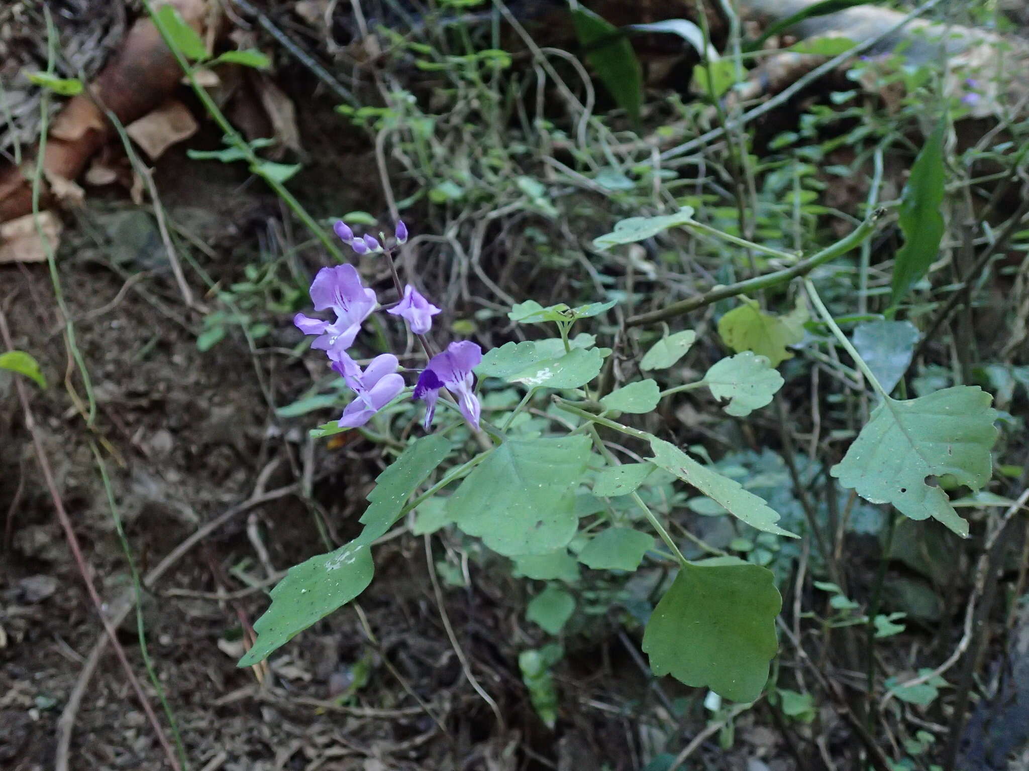 Image de Plectranthus saccatus subsp. saccatus