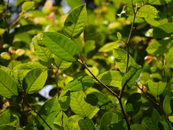 Image of Ficus nervosa Heyne ex Roth