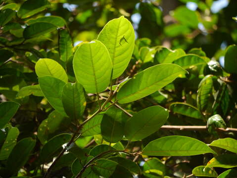 Image of Ficus nervosa Heyne ex Roth