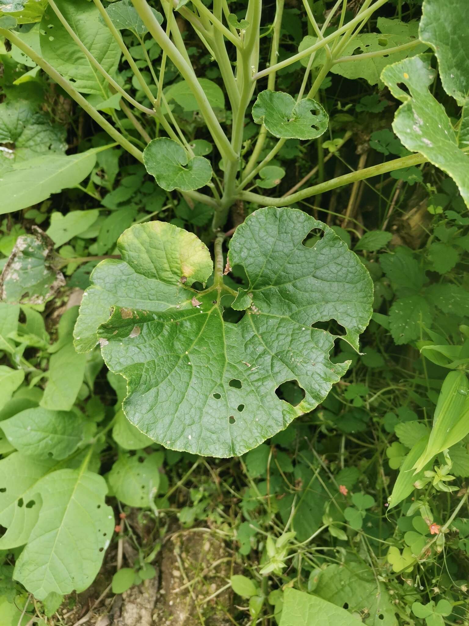 Plancia ëd Pericallis malvifolia (L'Hér.) B. Nord.