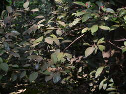 Image of Ficus nervosa Heyne ex Roth