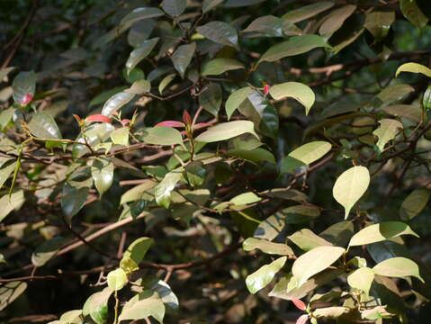 Image of Ficus nervosa Heyne ex Roth