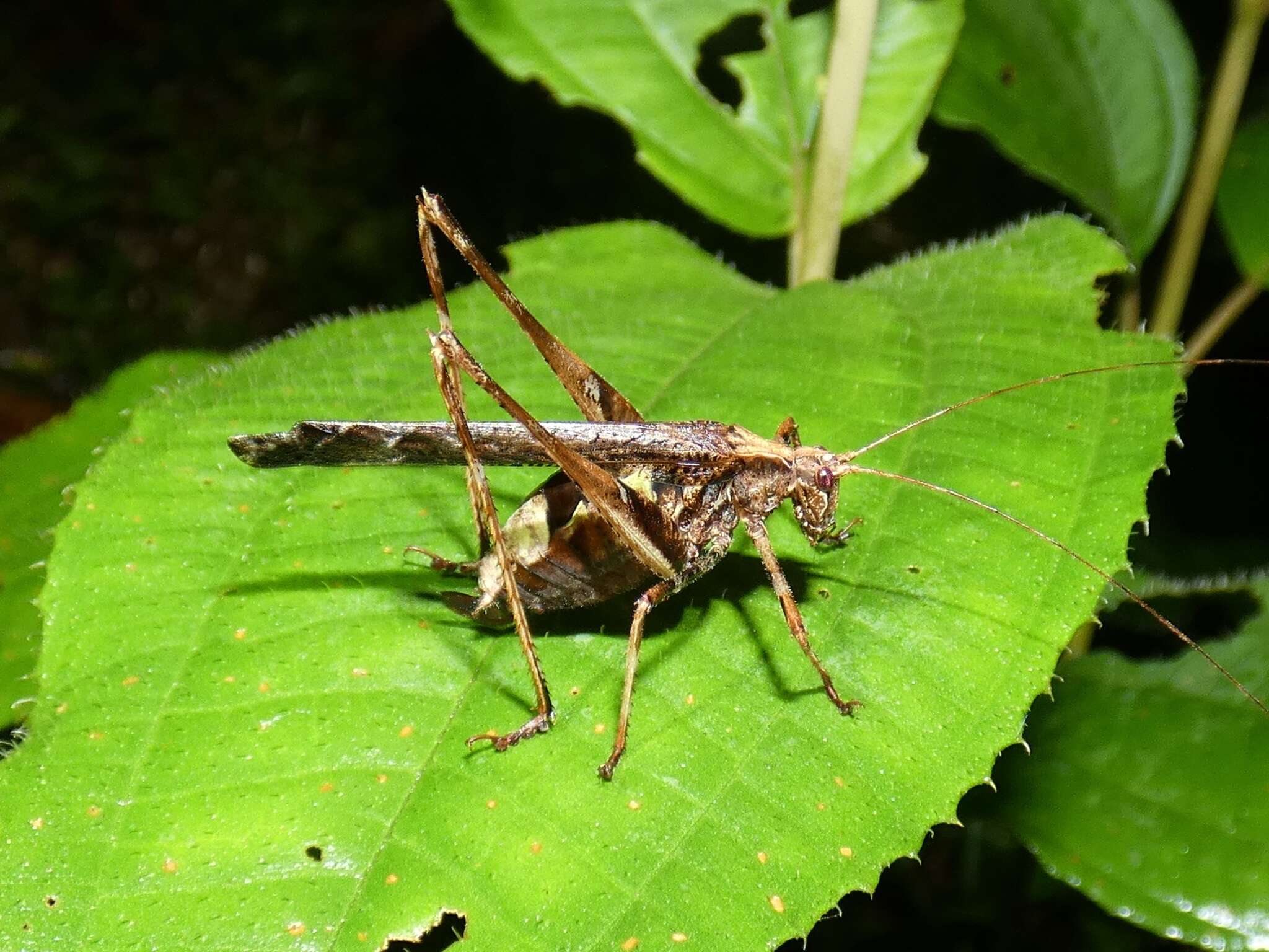 Image of Insara bolivari (Griffini 1896)