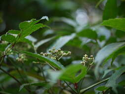 Image of bandicoot-berry