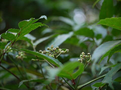 Leea indica (Burm. fil.) Merr. resmi