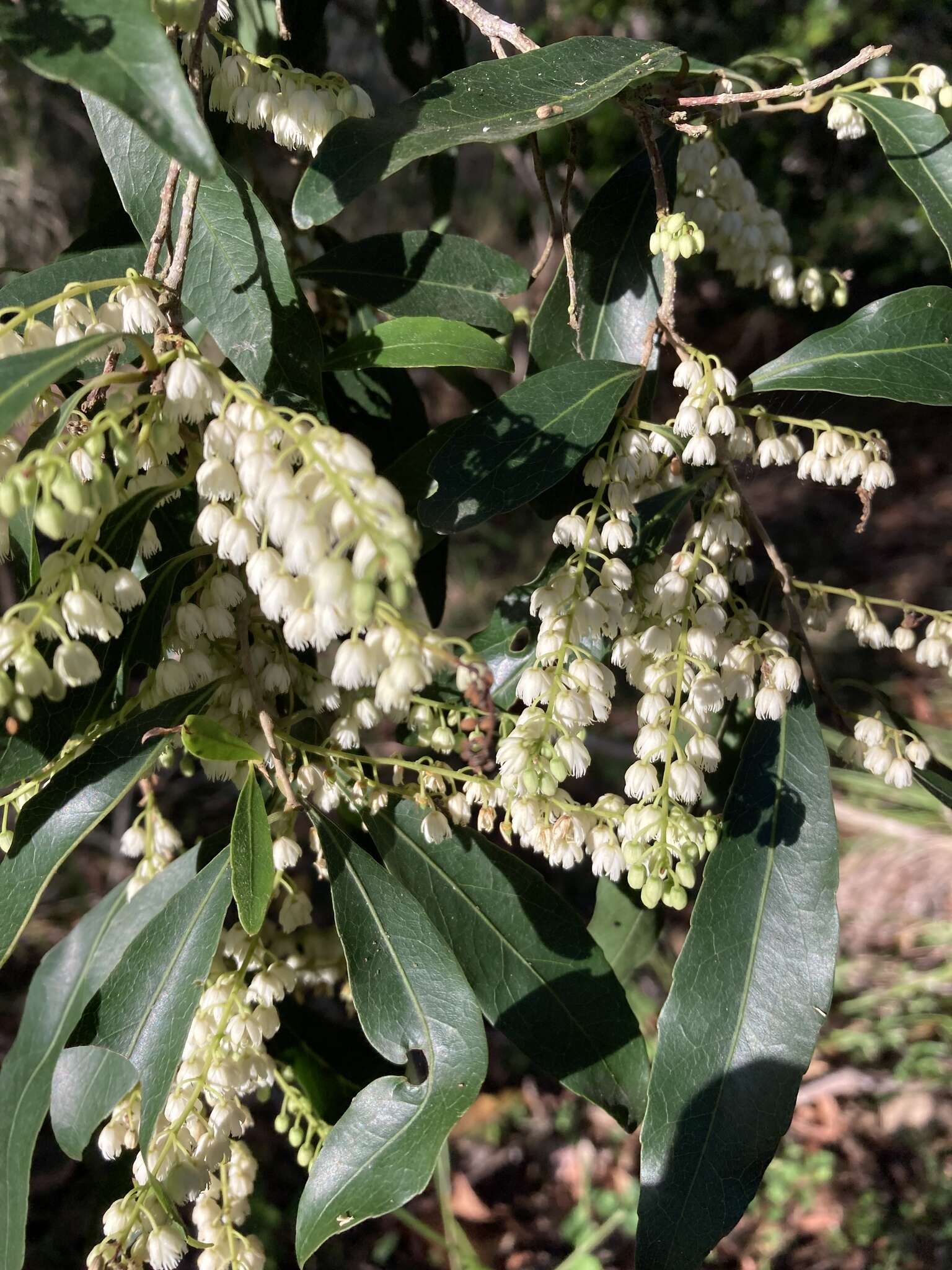 Image of Elaeocarpus obovatus G. Don