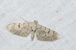 صورة Eupithecia venosata Fabricius 1787