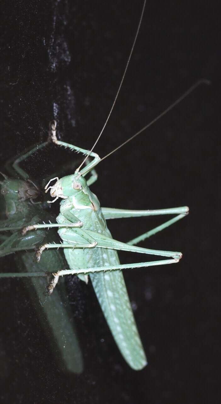 Sivun Capnobotes occidentalis (Thomas & C. 1872) kuva