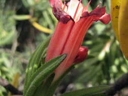 Image of Lobostemon belliformis M. H. Buys