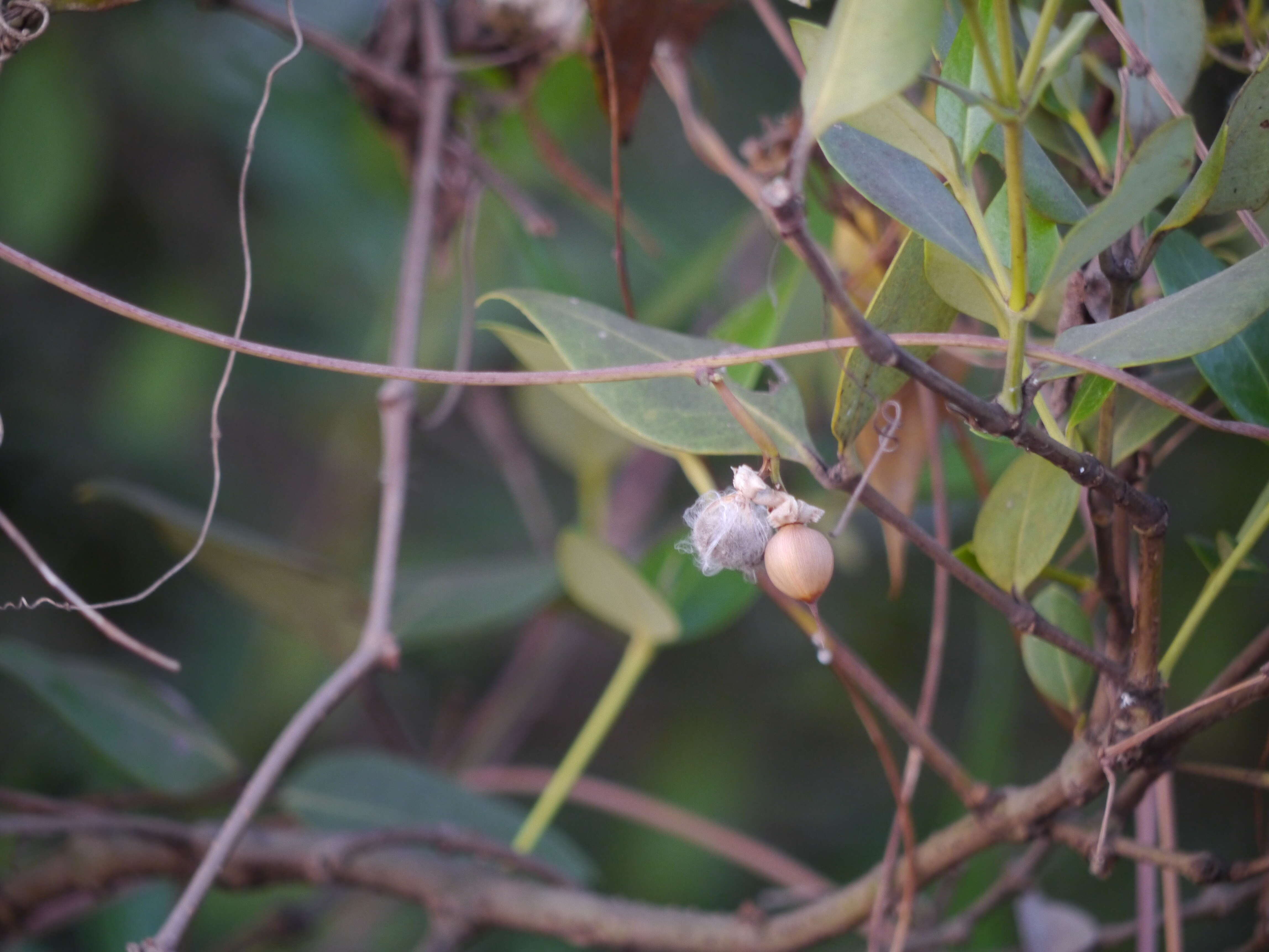 Plancia ëd Ipomoea triloba L.