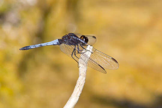 Sivun Erythrodiplax basifusca (Calvert 1895) kuva