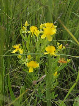 Image of Kalm's St. John's wort