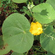 Image of Abutilon guineense (Schumach.) E. G. Baker & Exell