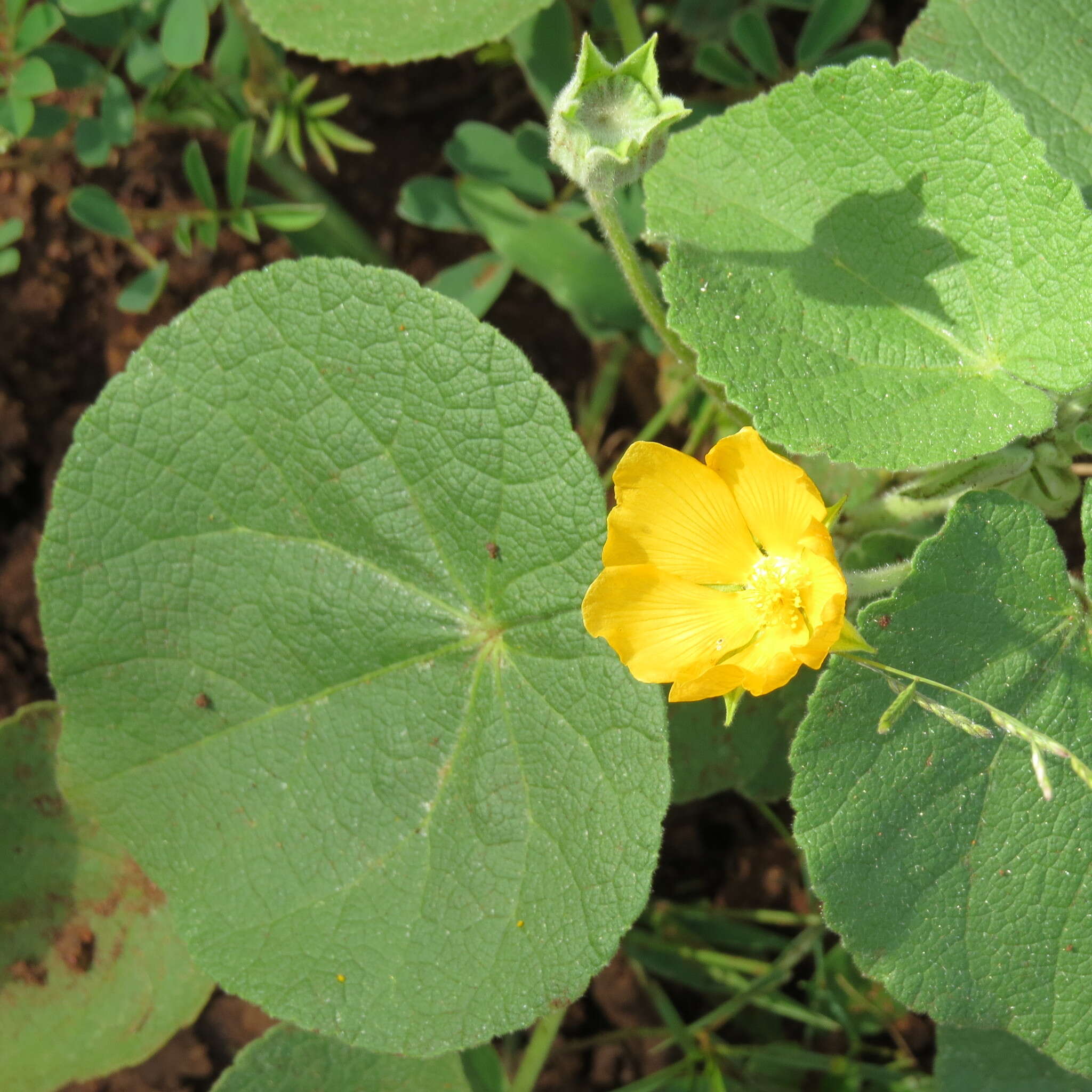 Imagem de Abutilon guineense (Schumach.) E. G. Baker & Exell