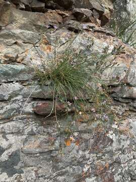 Image of sand fleabane