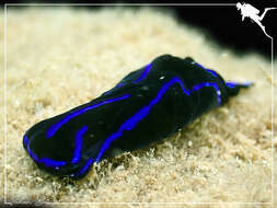 Image of Black and blue swallowtail slug