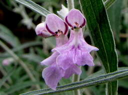 Imagem de Stachys rugosa Aiton