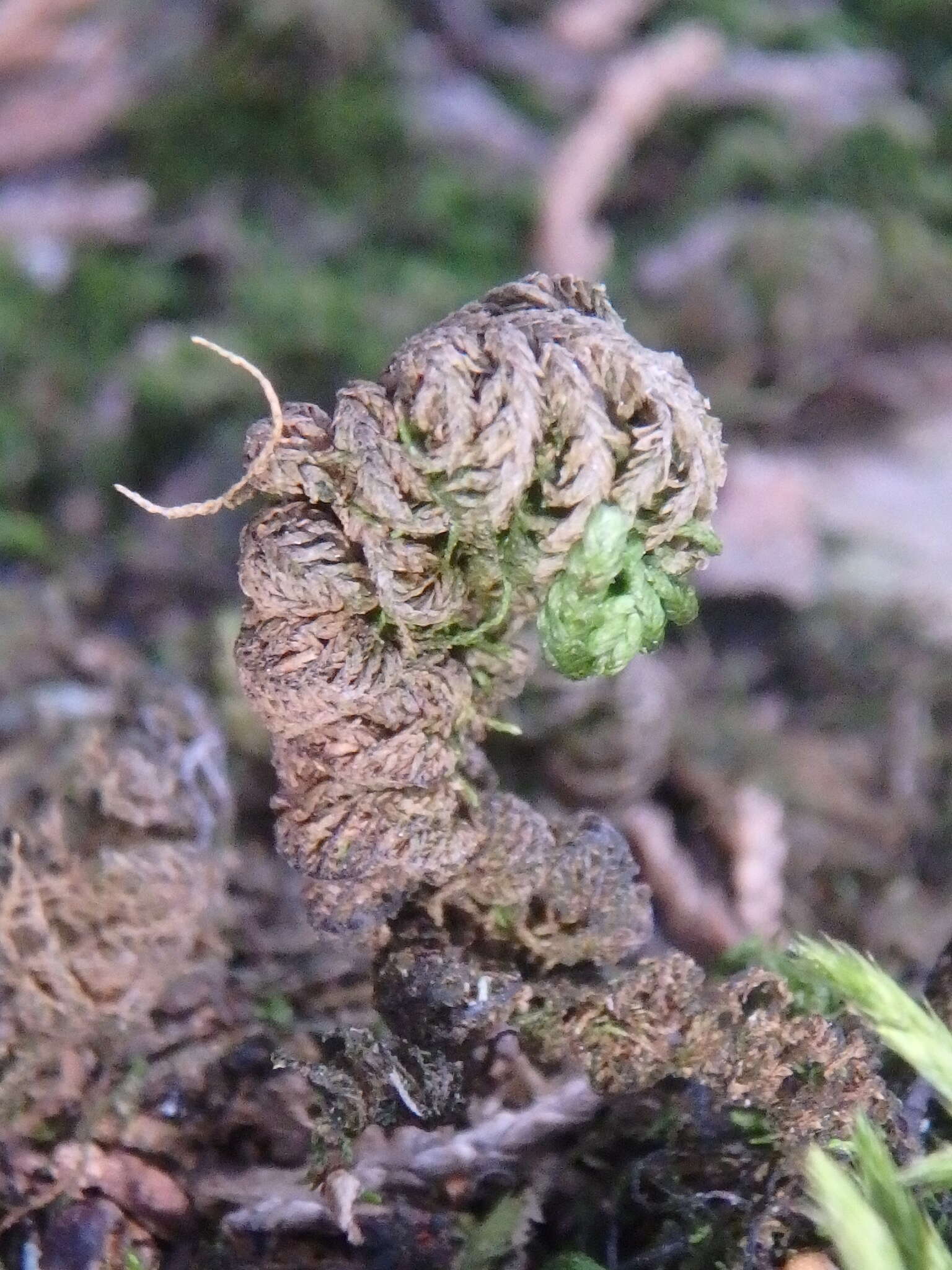 Image of Smith's leptodon moss