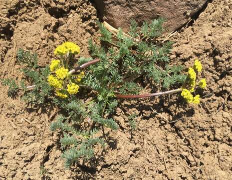 Lomatium quintuplex M. A. Schlessman & L. Constance resmi