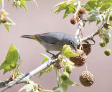 Image of Virginia's Warbler