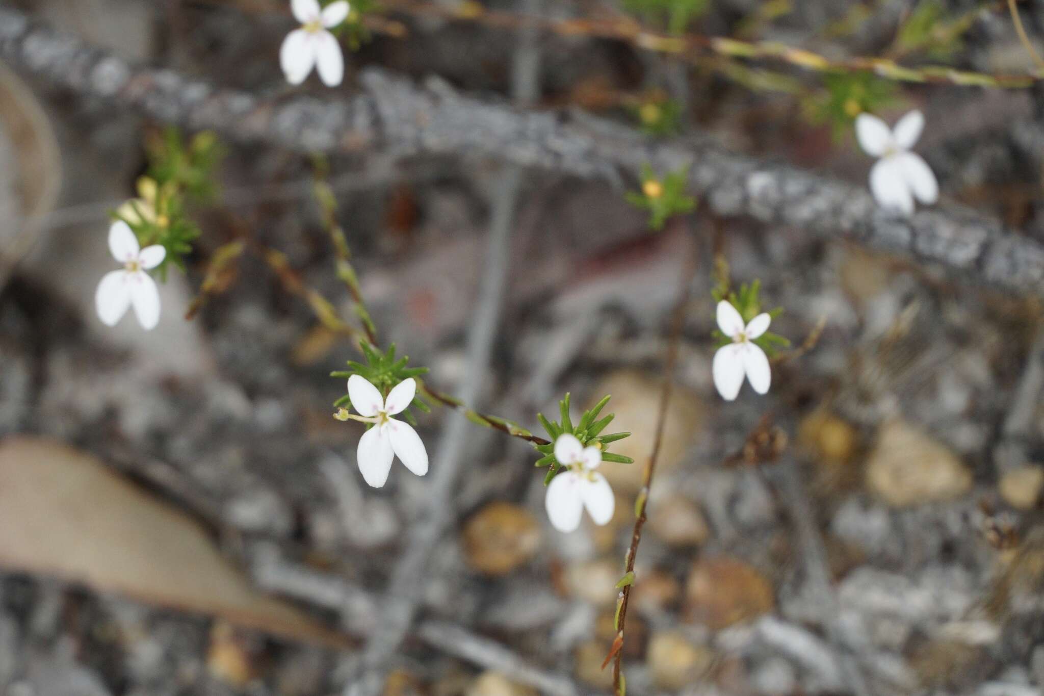 Image of Stylidium repens R. Br.