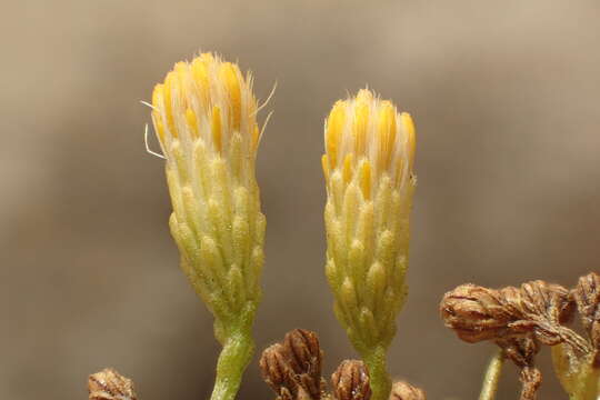 Image of Palmer's rabbitbrush