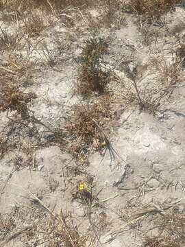 Image of grassland tarweed