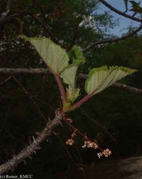 Image of Obetia radula (Bak.) B. D. Jackson