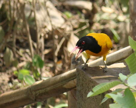 Image of Black-hooded Oriole