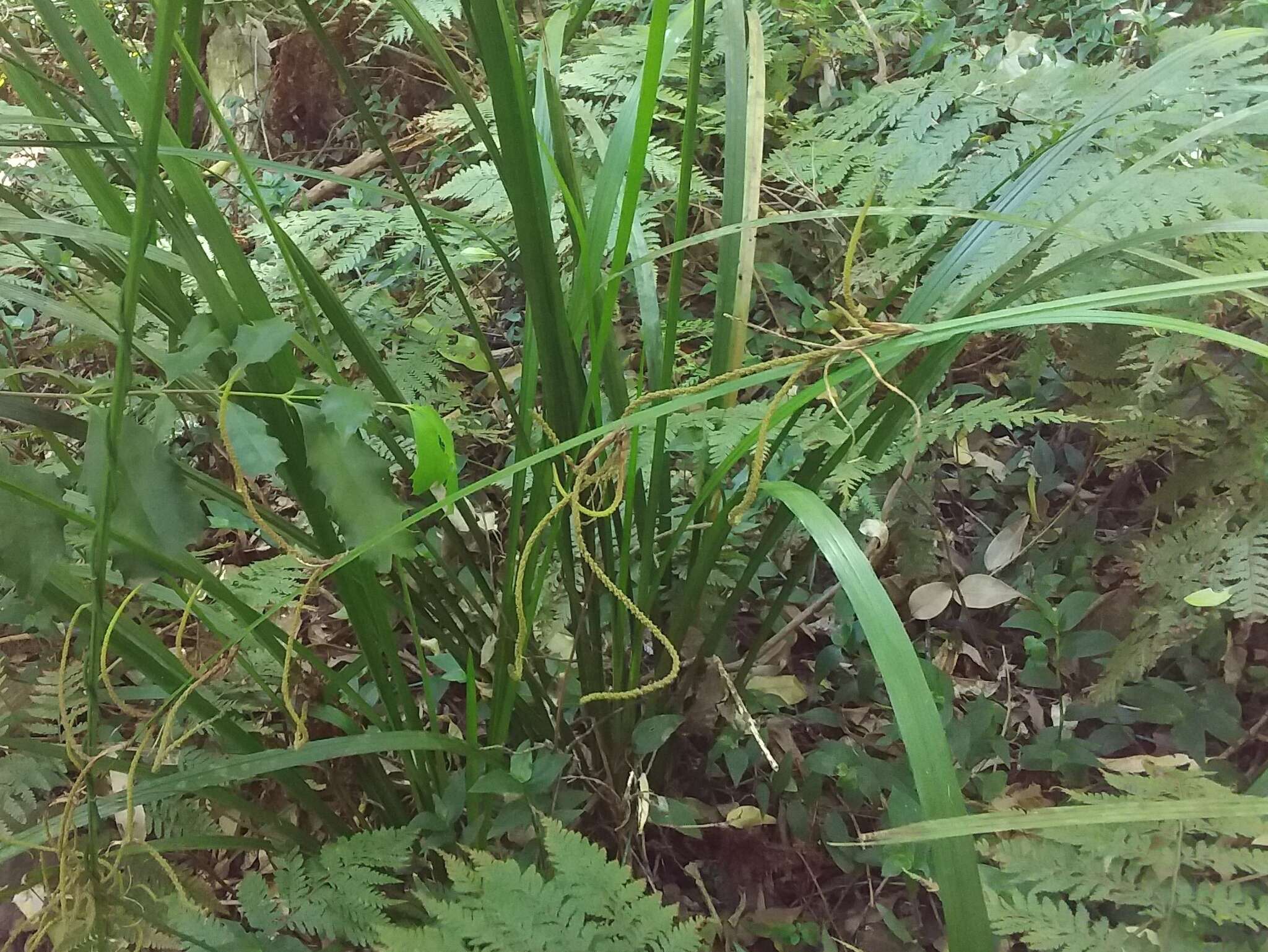 Image de Gymnostachys