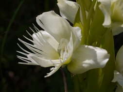 Слика од Pecteilis gigantea (Sm.) Raf.