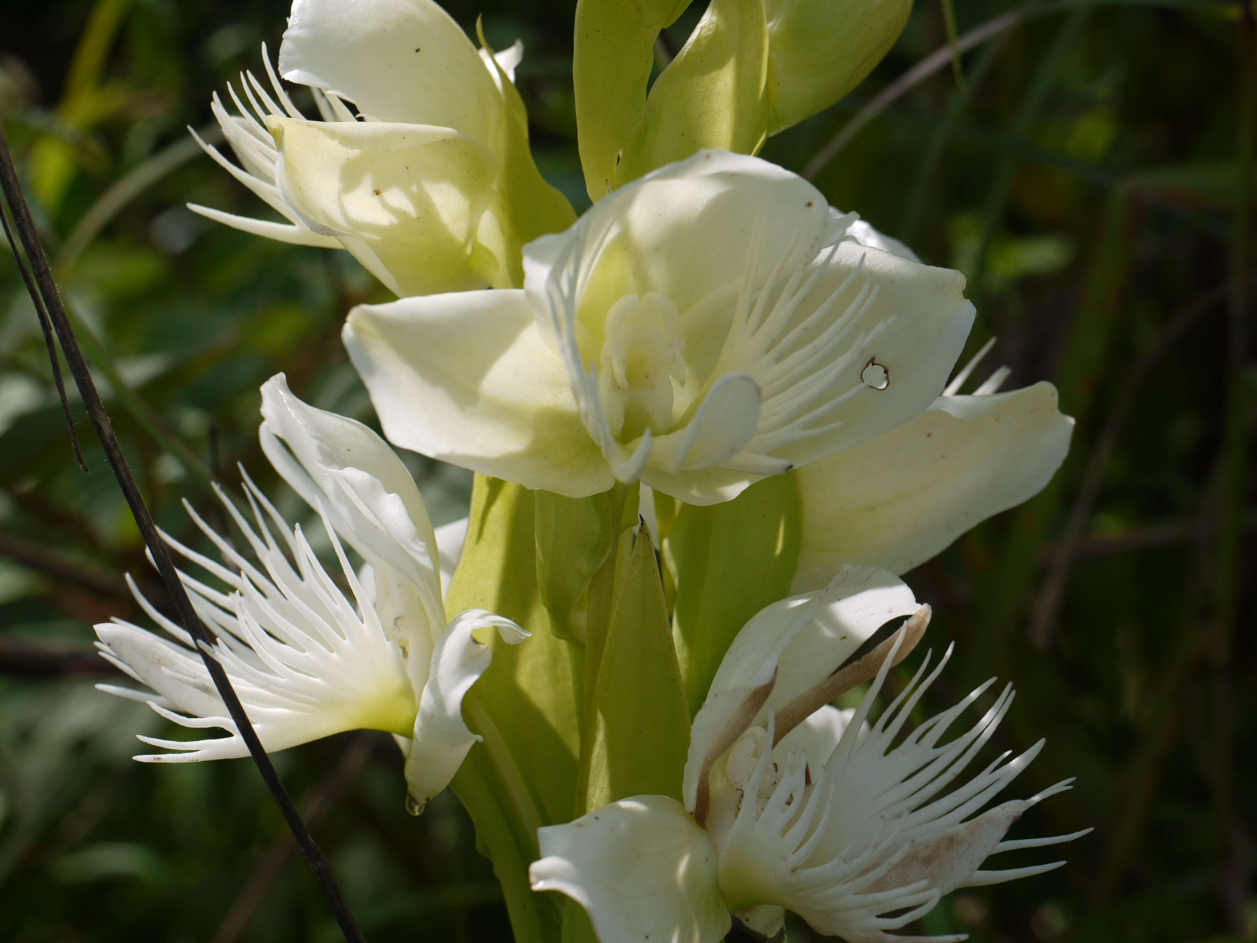 Слика од Pecteilis gigantea (Sm.) Raf.