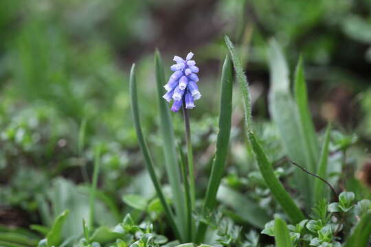 Слика од Pseudomuscari coeruleum (Losinsk.) Garbari