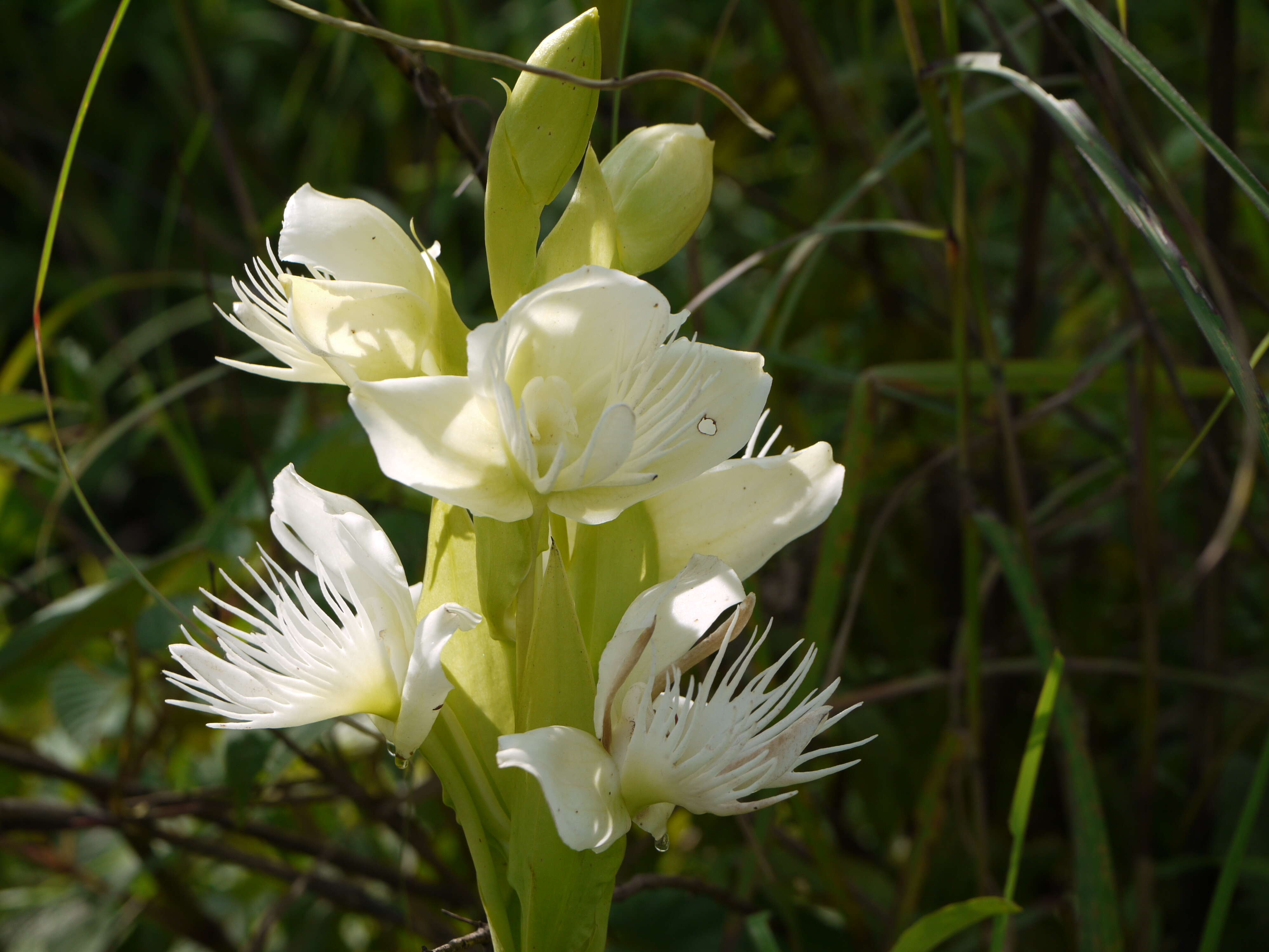 Слика од Pecteilis gigantea (Sm.) Raf.