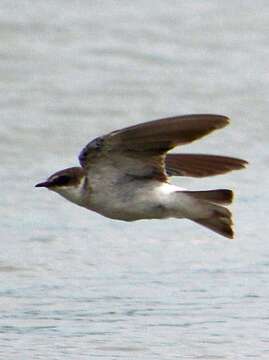 Image of Mangrove Swallow