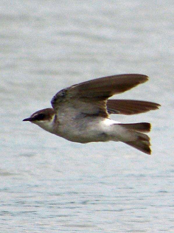 Image of Mangrove Swallow