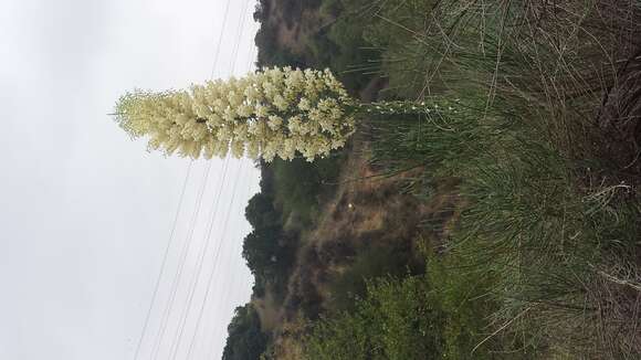 Image of hesperoyucca