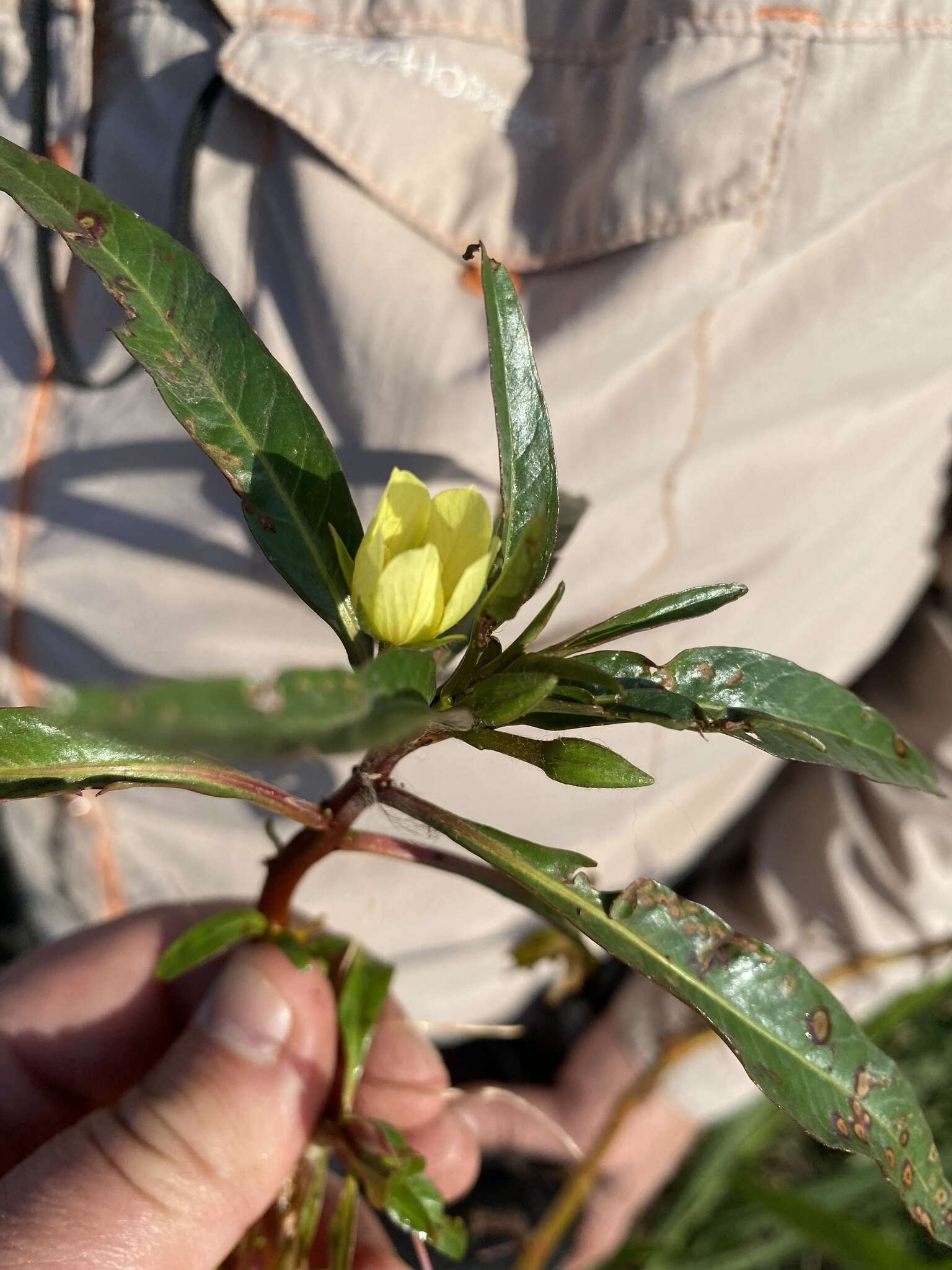 Image of Creeping ludwigia