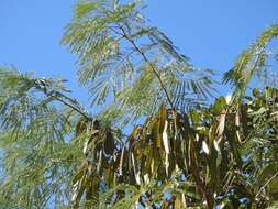 Plancia ëd Leucaena diversifolia (Schltdl.) Benth.