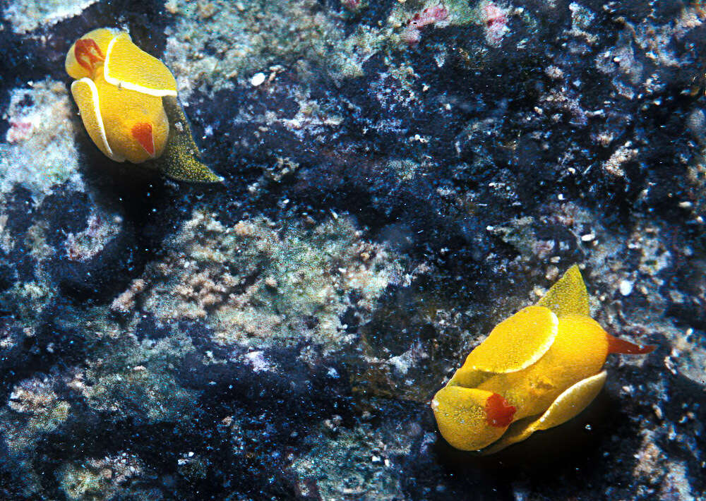 Plancia ëd Siphopteron quadrispinosum Gosliner 1989