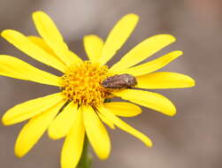 Image of Scapisenecio pectinatus var. major (F. Muell. ex Belcher) Schmidt-Leb.