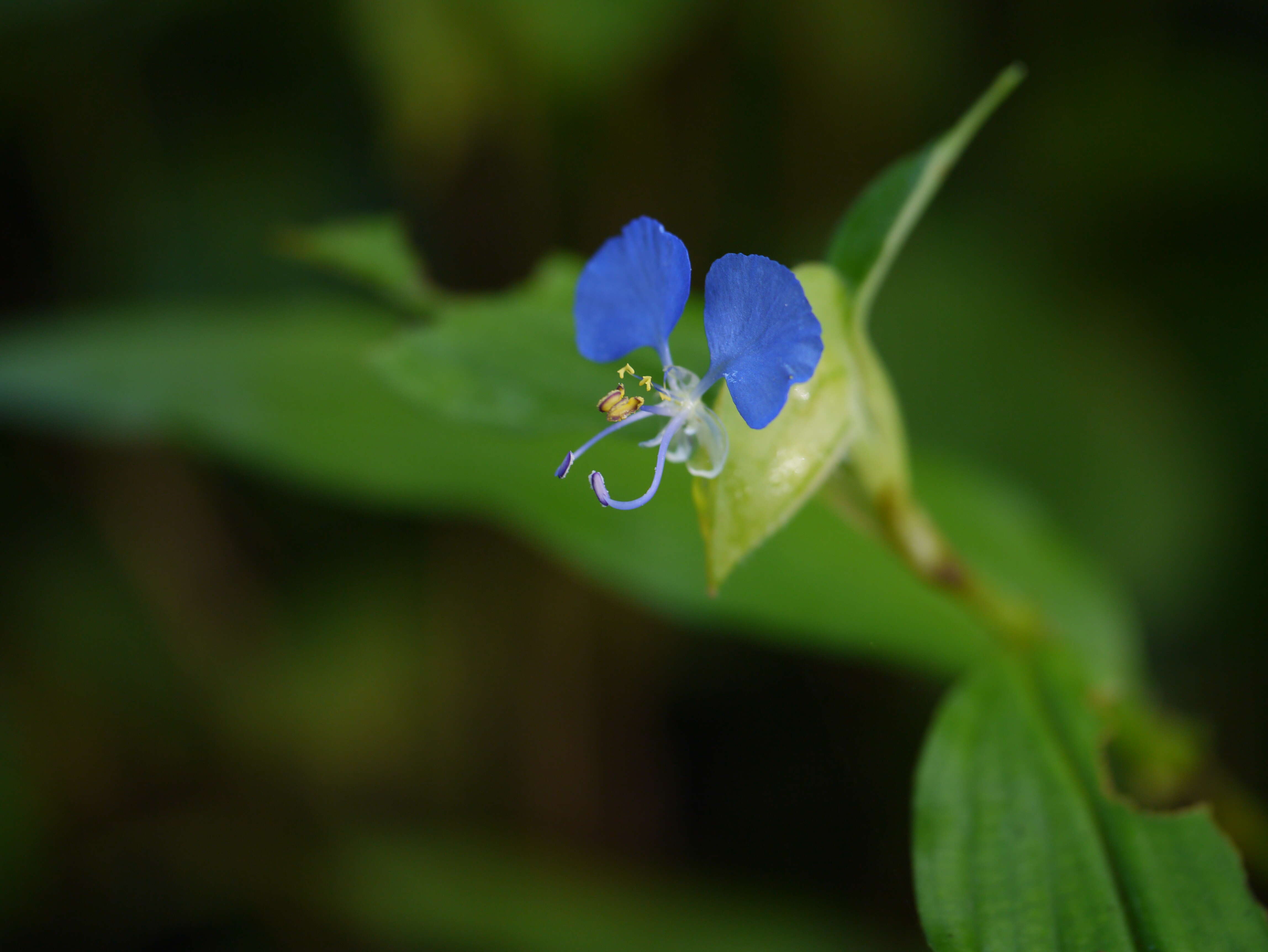 Image of Asiatic dayflower