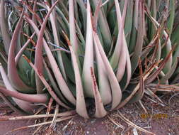 Image of Malapati aloe