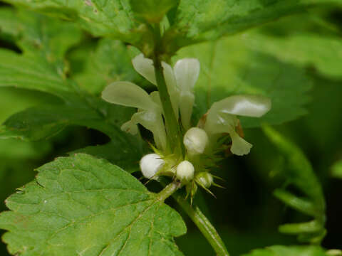 Image of white deadnettle